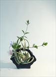 存在（裏）